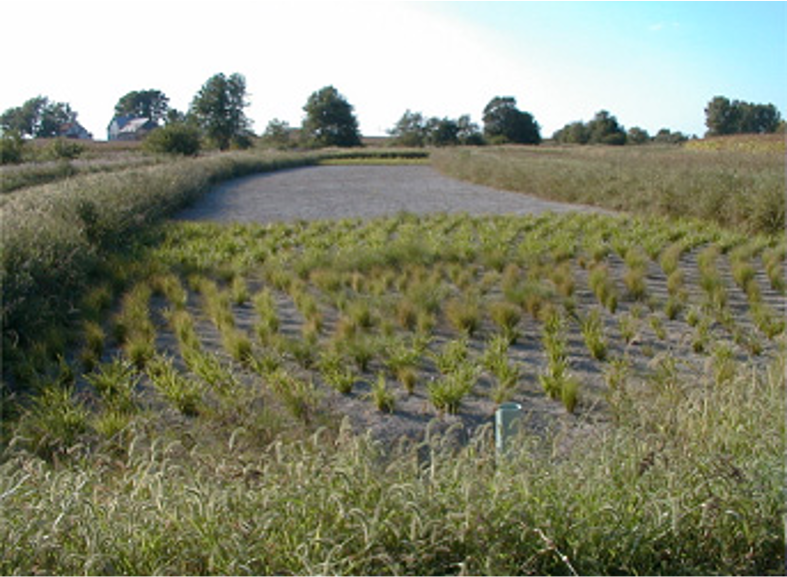 Constructed Wetlands